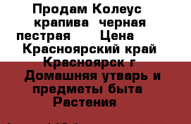 Продам Колеус ( крапива) черная, пестрая... › Цена ­ 50 - Красноярский край, Красноярск г. Домашняя утварь и предметы быта » Растения   